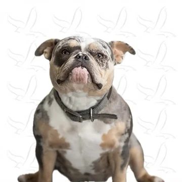 Gladys — Head of Pawsitivity